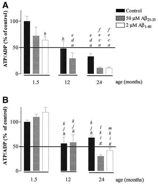 FIG. 4. Effect of age and Aβ peptides on ATP/ADP ratio of brain mitochondria isolated from GK (A) and Wistar control (B) rats. At the end of incubations such as those described in Figs. 1, 2, and 3, mitochondrial suspensions were centrifuged and processed for ATP levels analysis as described in research design and methods. Isolates were preincubated with 50 μmol/l Aβ25–35 and 2 μmol/l Aβ1–40 for 5 min at 30°C before mitochondria energization. aP < 0.001; bP < 0.05, when compared with mitochondria isolated from 1.5-month-old GK rats; cP < 0.01, dP < 0.05, when compared with mitochondria isolated from rats 1.5-month-old GK rats, in the presence of Aβ25–35; eP < 0.01, when compared with mitochondria isolated from rats 1.5-month-old GK rats, in the presence of Aβ1–40; fP < 0.05, when compared with mitochondria isolated from rats 12-month-old GK rats. gP < 0.001; hP < 0.01, when compared with mitochondria isolated from 1.5-month-old Wistar control rats; iP < 0.001; jP < 0.01, when compared with mitochondria isolated from 1.5-month-old Wistar control rats, in the presence of Aβ25–35; kP < 0.001, when compared with mitochondria isolated from 1.5-month-old GK rats, in the presence of Aβ1–40; lP < 0.001; mP < 0.01, when compared with mitochondria isolated from 24-month-old Wistar control rats.