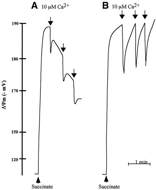 FIG. 7. Inhibitory effect of CsA (A) and oligomycin plus ADP (B) on Ca2+-dependent PTP opening. Mitochondria were incubated in 0.8 mg protein/ml under standard conditions as described in research design and methods. A total of 0.85 μmol/l CsA and 1 mmol/l ADP plus 2 μg/ml oligomycin were incubated with mitochondria for 2 min before adding Ca2+. The traces are typical of three experiments.