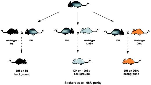 FIG. 1. Strategy for generating IR/IRS-1 DH mice purified on the C57BL/6J, 129Sv, and DBA/2 genetic backgrounds. DH mice on the original mixed background were mated with WT mice from C57BL/6J, 129Sv, or DBA/2 backgrounds for six generations. Mice were selected for heterozygosity in disruption of the IR and IRS-1 alleles. Both male and female mice were used for breeding. At the sixth generation, the colony was expanded to obtain at least 100 DH mice of each sex.