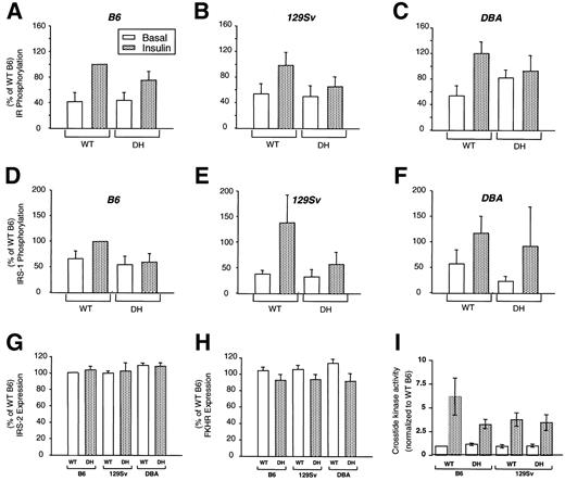 FIG. 6. Insulin-stimulated phosphorylation of hepatic IR, IRS-1, and PKB/Akt2 and hepatic content of FKHR and IRS-2 in WT and DH mice. Bar diagrams show quantification of basal and insulin-stimulated phosphorylation of IR and IRS-1 in liver tissue isolated from WT and DH mice of the B6 (A and D), 129Sv (B and E), and DBA (C and F) genetic backgrounds. Hepatic expression of IRS-2 and FKHR is shown in G and H, respectively. n = 2–4. Insulin-stimulated hepatic PKB/Akt2 activity in the B6 and 129Sv groups is shown in I. n = 3.