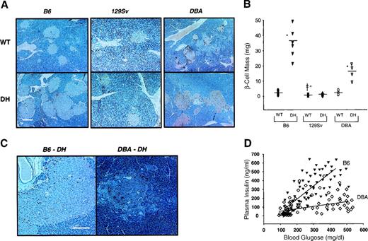 FIG. 7. Massive islet hyperplasia and increase in β-cell mass in DH mice on the B6 and DBA backgrounds but not the 129Sv background. Representative sections from pancreas from (A) 6-month-old WT and DH male mice on the B6, 129Sv, and DBA/2 backgrounds were stained with a cocktail of antibodies against the non–β-cells and counterstained with hematoxylin. Original magnification ×10. Bar = 50 μm. B: β-Cell mass in 6-month-old mice. *P < 0.01, DH (B6) vs. WT (B6) and DH (DBA) vs. WT (DBA); ‡P < 0.05, WT (129Sv) vs. WT (B6) and WT (DBA); +P < 0.05, WT (129Sv) vs. WT (DBA). C: Pancreas sections from 10-month-old DH mice on the B6 and DBA backgrounds stained with a cocktail of antibodies against non–β-cells. Original magnification ×20. Bar = 50 μm. D: Plot showing relationship between serum insulin levels and blood glucose levels in the fed state in DH mice on the B6 and DBA backgrounds. The lines indicate linear regression.