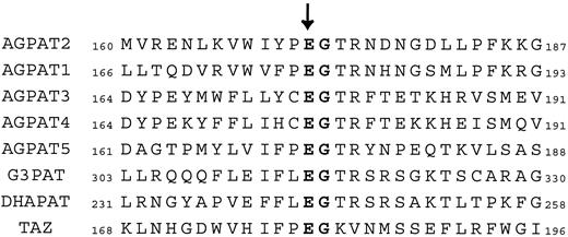 FIG. 3. Amino acid sequence alignment of human enzyme isoforms encoded by AGPAT2, -1, -3,-4, and -5; glycerol-3-phosphate acyltransferase (G3PAT); dihydroxy-acetonephosphate acyltransferase (DHAPAT); and tafazzine (TAZ). The bold characters indicate positions that have a single, fully conserved residue. The arrow points out the position of the missense mutation at glutamic acid residue 172 (Glu172Lys), which is highly conserved through AGPAT isoforms and acyltransferases.