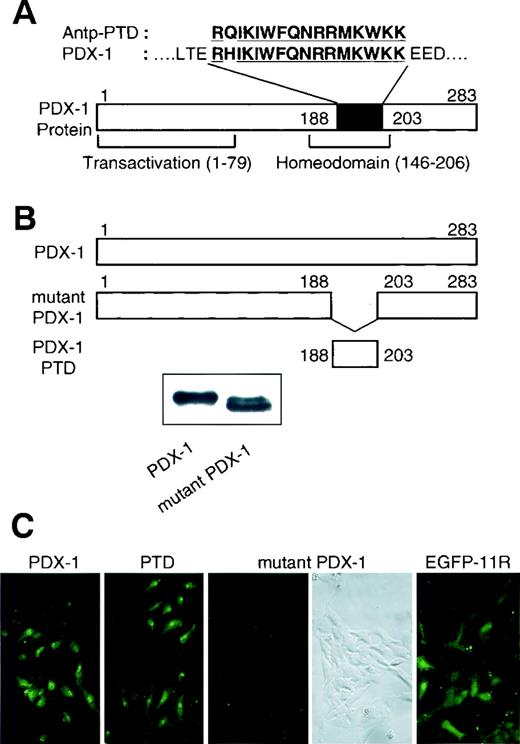 FIG. 1. Transduction of PDX-1 protein into cells and protein transduction domain. A: Antennapedia PTD and PDX-1 sequences. PDX-1 has the same amino acid sequence as Antennapedia PTD except for one amino acid. B: Full-length PDX-1 protein, mutant PDX-1 protein that deleted the 16 amino acids similar to Antennapedia PTD, and the PTD peptide of the 16 amino acids are shown. Full-length PDX-1 protein and mutant PDX-1 protein were confirmed by Western blotting. C: HeLa cells showed a nuclear and cytoplasmic fluorescence signal after 6 h treatment with 1 μmol/l FITC-conjugated PDX-1 or PDX-1PTD peptide but not with FITC-conjugated mutant protein with deleted PTD. Modified EGFP (EGFP-11R protein) (17), which can be transduced into cells, was used as control.