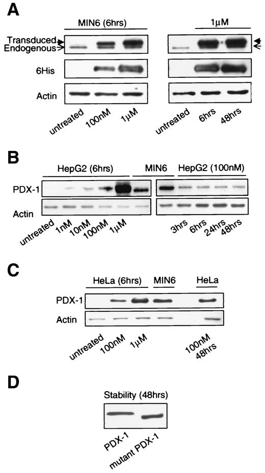FIG. 2. Western blotting on extracts of MIN6 (A), HepG2 (B), and HeLa (C) cells treated with PDX-1 protein. PDX-1 protein was transduced in a dose-dependent manner up to 1 μmol/l and was stable for at least 48 h in all three cell lines. In A, the transduced PDX-1 can be distinguished from the endogenous PDX-1 both by blotting with an antibody to the histidine tag (6His) and by the separation of bands by molecular weight (endogenous 46kDa, transduced ∼1 kDa larger). MIN6 cells without treatment served as positive controls; actin expression is used as a loading control. Each gel is representative of three independent experiments. D: Stability of purified proteins. PDX-1 and mutant PDX-1 proteins (100 nmol/l) were incubated at 37°C in culture medium for 48 h, and then Western blotting was performed. Both proteins were stable in culture medium for at least 48 h.