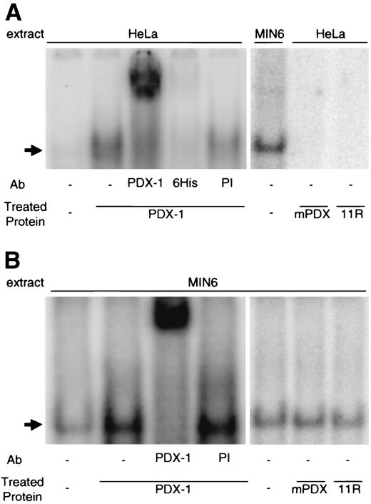FIG. 3. Increase of PDX-1 binding activity by transduced PDX-1 protein. After treatment with 1 μmol/l PDX-1 protein for 24 h, nuclear extracts from MIN6 and HeLa cells were used in gel-shift assays. The A-box binding complex was observed in nuclear extracts from treated HeLa cells (A), and with increased intensity in nuclear extracts from treated MIN6 cells (B). Treatment with mutant PDX-1, which cannot enter the cells, and EGFP-11R protein, which can be transduced into cells, were used as controls. Anti-PDX-1, Anti-6 His antiserum, and preimmune serum were used to show specificity. This gel is representative of three independent experiments. Arrow shows the band of A-Box-PDX-1 complex.