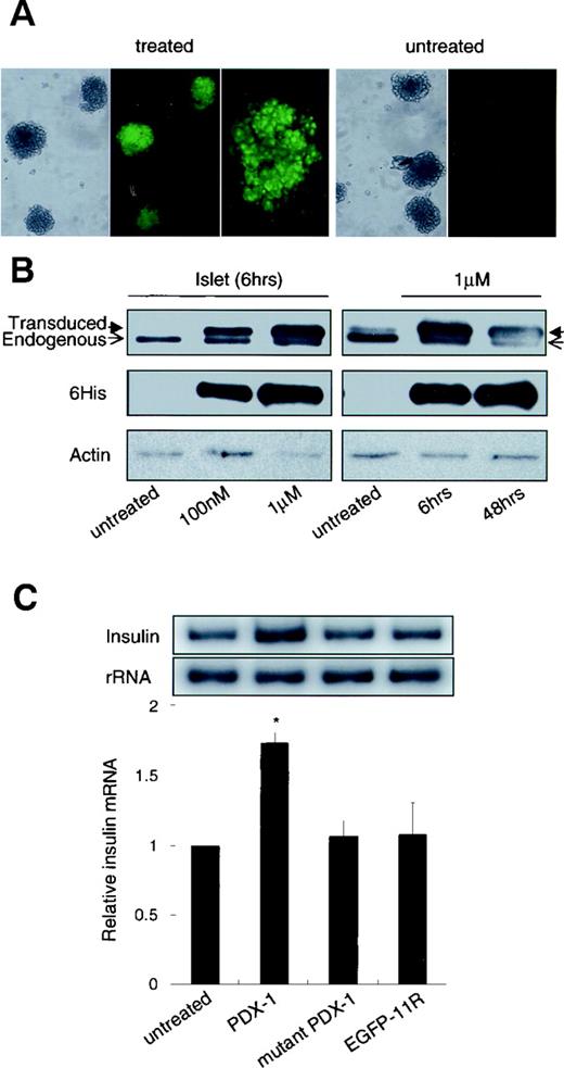 FIG. 5. Effect of PDX-1 on islets. A. Isolated rat islets were treated with 1 μmol/l FITC-conjugated PDX-1 protein for 6 h. FITC-conjugated PDX-1 was transduced in islets. At higher magnification the PDX-1 was observed as a fluorescence signal in both nuclei and cytoplasm. B: Western blotting on extracts of islets treated with PDX-1 protein. PDX-1 protein was transduced in a dose-dependent manner up to 1 μmol/l and was stable for at least 48 h. Transduced PDX-1 can be distinguished from the endogenous PDX-1 by molecular weight differences seen in separated bands and by blotting with antibody to the histidine tag (6His). Results shown are representative of three independent experiments. Actin expression is used as a loading control. C: Insulin gene expression in islets treated with PDX-1 protein. PDX-1 protein (1 μmol/l) was added to islets with fresh media two times in 3 days (days 0 and 3), and 24 h after final treatment, RNA was extracted for semiquantitative RT-PCR examination of insulin mRNA. Mutant PDX-1 and EGFP-11R protein (1 μmol/l) were used as a control. Insulin mRNA expression was significantly enhanced by treatment with purified PDX-1 protein compared with treatment of mutant PDX-1 or EGFP-11R (P < 0.05). Data are expressed as insulin-to-rRNA ratio with that of the untreated islets arbitrarily set at 1 (n = 3).