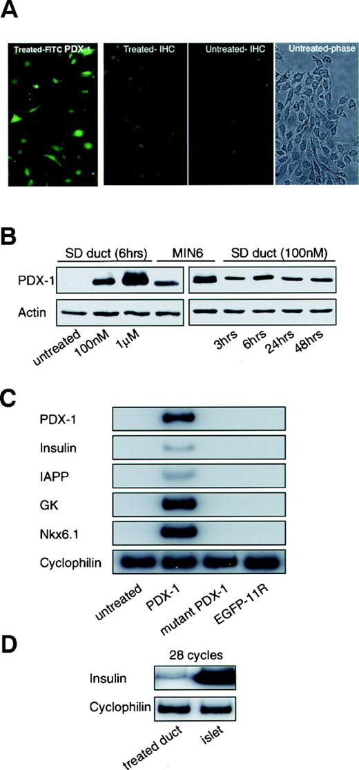 FIG. 6. Effect of PDX-1 on cultured pancreatic duct cells. A: Passaged rat duct cells were treated with 1 μmol/l PDX-1 protein for 6 h. When FITC-conjugated PDX-1 was used, a fluorescence signal was observed in nuclei and cytoplasm of treated duct cells. When non-labeled PDX-1 was used, PDX-1 was clearly detected by immunohistochemical staining (IHC) in nuclei of treated duct cells but not of untreated. B. Western blotting on extracts of duct cells treated with PDX-1 protein. PDX-1 protein was transduced in a dose-dependent manner up to 1 μmol/l and was stable for at least 48 h in duct cells. The transduced PDX-1 runs slightly above the endogenous PDX-1 seen in the MIN6 control. Actin expression is used as a loading control. Data are representative of three independent experiments. C: Induction of insulin, PDX-1, IAPP, GK, and Nkx6.1 gene expression in duct cells treated with PDX-1 protein. Cultured duct cells were treated with 100 nmol/l PDX-1 protein three times in a week (days 0, 3, and 6); 24 h after final treatment, RNA was extracted for examination of insulin, PDX-1, IAPP, GK, and Nkx6.1 mRNA levels by RT-PCR. In duct cells treated with PDX-1 protein insulin, PDX-1, IAPP, GK, and Nkx6.1 mRNA were clearly detected. In contrast with native islets, the expression level in treated duct cells is low as seen in D.