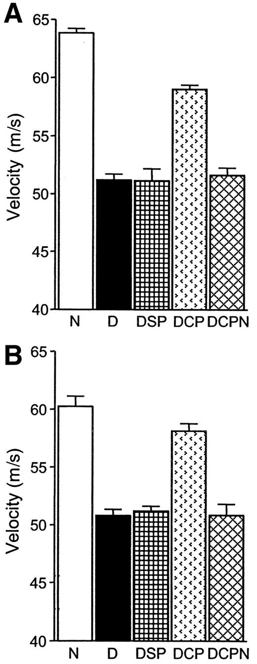 FIG. 2. Conduction velocity of the sciatic nerve branch supplying tibialis anterior muscle (A) and sensory saphenous nerve (B). Data are group means + SE; group n values are given in Table 1. N, nondiabetic control group; D, 8-week untreated diabetic group; DSP, diabetic group untreated for 6 weeks and then given scrambled peptide treatment for 2 weeks; DCP, diabetic group untreated for 6 weeks and then given C-peptide treatment for 2 weeks; DCPN, C-peptide-treated diabetic group co-treated with l-NNA (10 mg · kg−1 · day−1). Statistics: for both nerves, N vs. D, DCP, DSP, P < 0.001; DCP vs. D, DSP, DCPN, P < 0.001; N vs. DCP, P < 0.001 for motor and P < 0.05 for sensory nerves; all other comparisons, NS.