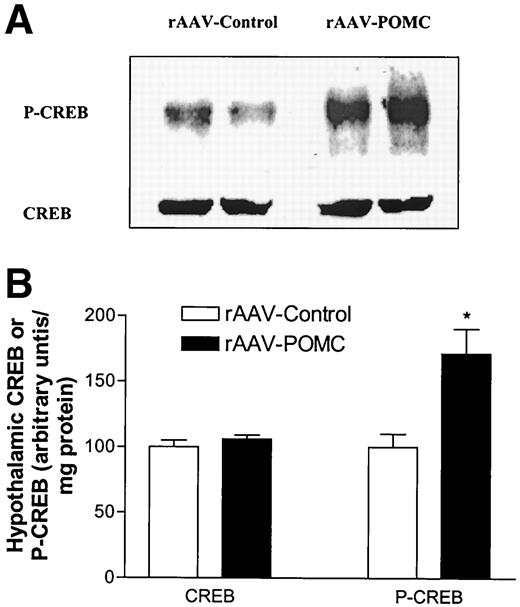 FIG. 3. Total CREB and P-CREB in the hypothalamus of obese Zucker rats 38 days after rAAV-POMC or rAAV-control delivery. A: Representative Western immunoblots using antibodies specific for CREB or P-CREB. B: Quantification of average CREB and P-CREB in six control and six rAAV-POMC rats. Levels in rAAV-control rats are set to 100 and SE adjusted proportionally. *P < 0.05 vs. control by unpaired t test.