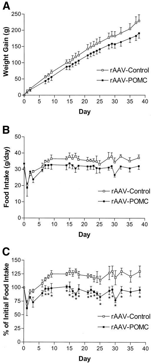 FIG. 4. Body weight gain (A), daily food consumption (B), and the percentage of initial food intake (C) after rAAV-POMC or rAAV-control administration in obese Zucker rats. The vectors were injected at day 0. Data represent mean ± SE of six rats per group. Initial food intake is the average daily food consumption 1 week before vector delivery. P < 0.0001 for difference in weight gain (A), food intake (B), or percentage of initial food intake (C) with treatment by repeated measures ANOVA. *P < 0.05 for difference in food intake between rAAV-POMC and control rats (C) at day 7 through day 38 except day 35.