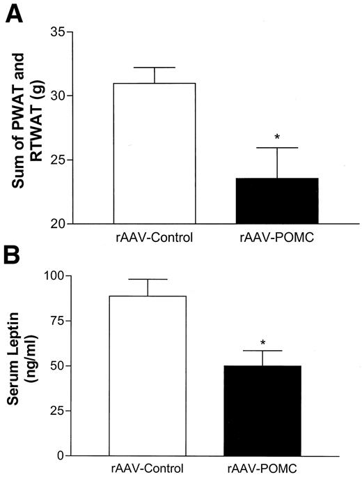 FIG. 5. Visceral adiposity (A) and fasting serum leptin (B) 38 days after rAAV-POMC or rAAV-control administration in obese Zucker rats. Data represent mean ± SE of six rats per group. *P < 0.05 vs. control by unpaired t test.