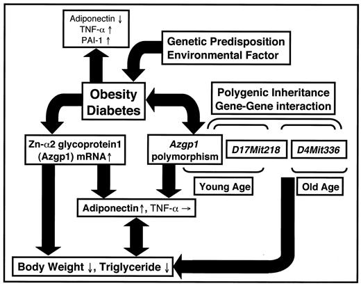 FIG. 6. Schematic diagram showing the potential involvement of Azgp1 in the progression of obesity/type 2 diabetes. Type 2 diabetes and obesity are generally considered to be polygenic and multifactorial diseases. In our hypothesis, if hyperglycemia/obesity continues, Azgp1 mRNA levels may increase to correct this condition and also increase adiponectin mRNA levels. The missense mutation (Azgp1 polymorphism) might contribute to adiponectin gene expression, which regulates body weight or lipid concentration. Furthermore, Azgp1 is involved in the polygenic inheritance and age-dependent changes in the genetic control of obesity, as well as epistatic interactions between QTLs in the development of obesity.