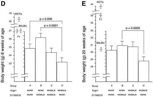 FIG. 4. ANOVA among groups classified by combined genotyping. KK/Ta × (BALB/c × KK/Ta) F1 male backcross mice were subdivided into four groups (A–D) according to combined genotyping of loci Azgp1, D4Mit336, and D17Mit218. Body weight and serum triglyceride levels are expressed as means ± SE. KK/KK, homozygote for KK/Ta allele; KK/KB, heterozygote for KK/Ta and BALB/c allele. Data of parental and F1 strains are also included.