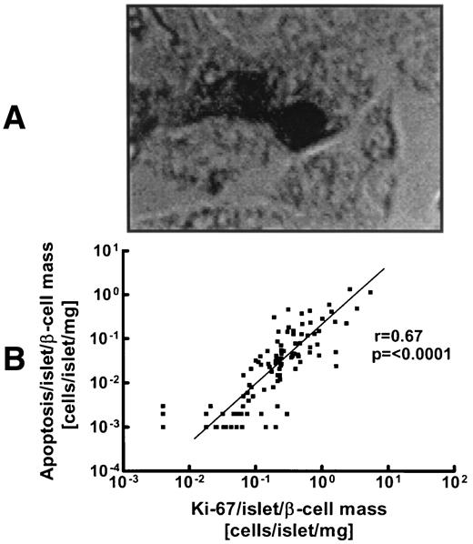 FIG. 5. A: Pairs of apoptotic β-cells in islet tissue of transgenic mice as evidence of postmitotic apoptosis (magnification ×100). B: Correlation of apoptosis per islet per β-cell mass with Ki67 per islet per β-cell mass for all groups of mice.