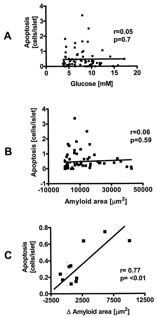 FIG. 8. A: Lack of correlation between the frequency of β-cell apoptosis and fasting blood glucose in transgenic mice. B: Lack of correlation between the frequency of β-cell apoptosis/islet and amyloid area/islet in transgenic mice. C: Correlation between frequency of β-cell apoptosis/islet and increment in islet amyloid/islet (since previous pancreas sampling). Group means for each sampling interval (n = 5) in lean and obese transgenic mice are shown (n = 10 total).