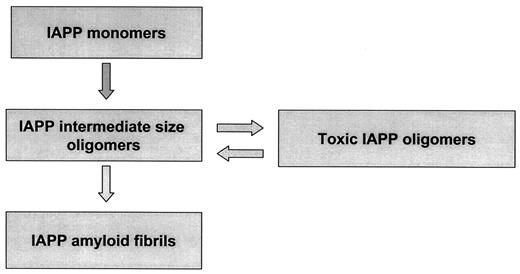 FIG. 10. An emerging model for the relationship among protein monomers, amyloid formation, and the toxic form of amyloidogenic protein oligomers (23,27). Amyloid is defined by protein deposits identified by congo red or thioflavine T staining and is formed from monomers via intermediate forms. The amyloid deposits in both in vitro and the current studies are not directly toxic and, as they are insoluble, simply accumulate with time. Toxic oligomers can be formed from amyloidogenic monomers, which share close structural features even when derived from distinct protein monomers (51). The rate of formation of amyloid in the current study may provide insight into the quantity of toxic oligomers (see Fig. 8), whereas the quantity of amyloid at any time presumably simply reflects the accumulation of amyloid over time.