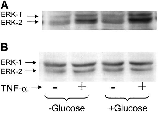 FIG. 10. Effect of glucose and TNF-α on MAP kinase phosphorylation. Adipocytes were incubated for 16 h in the absence or presence of glucose (25 mmol/l), and then TNF-α (50 ng/ml) was added as indicated. The cells were harvested 15 min later, and extracts were analyzed on Western blots with antibodies to phosphorylated ERK1/2 (A) or total ERK1/2 (B), as described in research design and methods.