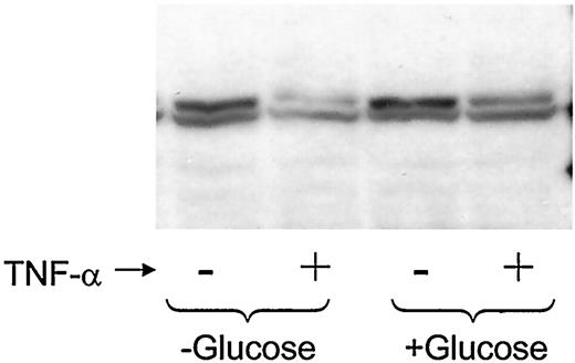 FIG. 11. Perilipin downregulation by TNF-α. Adipocytes were incubated for 16 h in the absence or presence of glucose (25 mmol/l) and TNF-α (50 ng/ml) as indicated. The cells were then extracted and analyzed on Western blots with an antibody to perilipin.