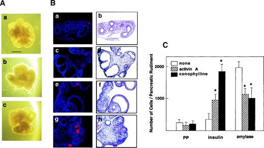 FIG. 1. Effect of activin A and conophylline in fetal pancreas in organ culture. A: Morphology of the pancreatic rudiment. Pancreatic rudiments obtained at E14.5 were cultured in collagen gel for 72 h in the absence (a) and presence 4 nmol/l activin A (b) or 100 ng/ml conophylline (c). The bar represents 1 mm. B: Histology of the pancreatic rudiment. Pancreatic rudiments were cultured in collagen gel for 72 h in the absence (c and d) and presence (e and f) of 4 nmol/l activin A or 100 ng/ml conophylline (g and h). Tissues were obtained before (a and b) and after 72-h culture (c–h). Sections were then stained with hematoxylin/eosin (b, d, f, and h) or anti-insulin antibody (red) (a, c, e, and g). C: Quantitative analysis. Pancreatic rudiments were cultured for 72 h as mentioned above. Sections were then stained with anti-PP, anti-amylase, or anti-insulin antibody, and the numbers of PP-, insulin-, and amylase-positive cell/rudiment were measured as described in research design and methods. Values are means ± SE obtained in five rudiments. *P < 0.05 vs. none.