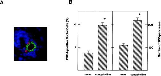 FIG. 5. Effect of conophylline on the number of PDX-1–positive ductal cells and ICCs. Neonatal STZ-induced diabetic rats were treated with conophylline or vehicle, and tissues were obtained on day 4. A: Pancreatic section was stained with anti–PDX-1 (red) and anti-cytokeratin (anti-CK) (green) antibodies. Nuclei were stained in blue. B: The number of ICCs and PDX-1–positive ductal cells was counted. For measurement of PDX-1–positive ductal cells, 300 ductal cells were examined. Values are the means ± SE obtained in five rats. *P < 0.01 vs. none.