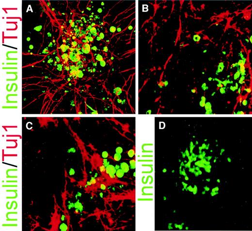 FIG. 1. Characterization of differentiated ES cells. Insulin+ cells develop in close association with neurons (A–C). Human ES cells (A) and mouse ES cells (OS25; B) that were cultured according to protocol 1 as well as OS25 cells that were cultured according to protocol 2 (C) give rise to insulin+ cells that are closely associated with Tuj1+ neurons. Mouse ES cells that were cultured according to protocol 3 give rise to insulin+ cells as previously reported (D).