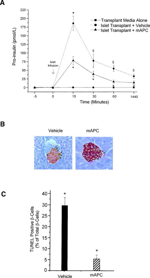 FIG. 3. Serum proinsulin levels and islet apoptosis after PIT. A: Proinsulin levels were assessed in serum samples obtained from diabetic recipients given intraportal media without islets or an optimal islet dose (500 IEQ) in combination with either vehicle or mAPC (0.2 mg/kg i.v. at 1 h before the transplant, n = 6) by ELISA, as described in research design and methods. Results are expressed as means ± SD. +-*P < 0.001 vs. PIT + vehicle (+); *-§P < 0.05. B: Islet apoptosis was evaluated 24 h after the transplant. Sections of the liver were stained for insulin, and intraislet apoptosis (arrows) was detected by the TUNEL assay as described in research design and methods. C: An apoptotic index (percentage of TUNEL-positive cells per islet) was determined after microscopic evaluation of a minimum of 15 intrahepatic islets per recipient (n = 5). Results are expressed as means ± SD, +P < 0.05, vehicle vs. mAPC.
