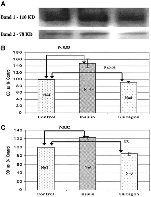 FIG. 1. Effects of insulin and glucagon on OGT extracted from H411E cells. Cells were incubated with either insulin (10,000 μU) or glucagon (1.5 × 10−5 mol/l) for 4 h. A: Equal amounts of cell extracts were immunoblotted and probed with antibodies to OGT, and then the membrane was stripped and reprobed for β-actin. β-Actin values did not change significantly with these treatments (data not shown). B and C: Statistical presentation of normalized optical density (OD) values of Western immunoblots of 110-kD protein (band 1) (A) and 78-kD protein (band 2) (B) from multiple experiments. Values are shown as the means ± SE. Statistical significance is as indicated in the individual figures.