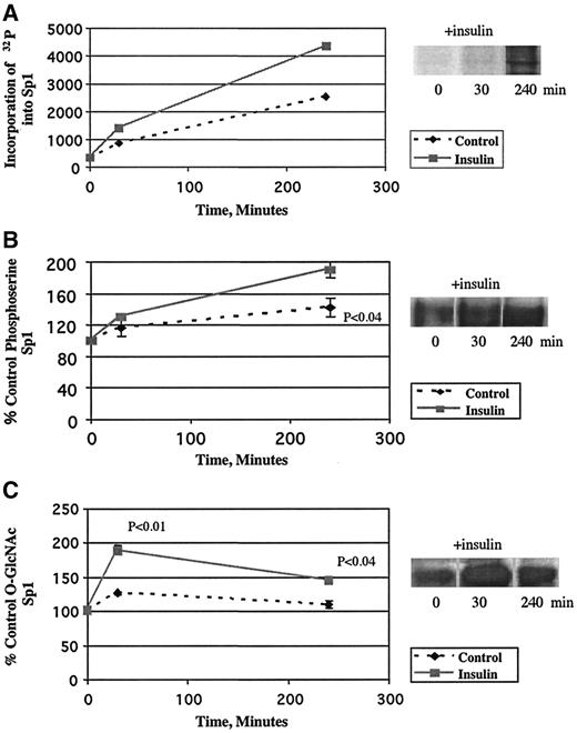 FIG. 4. Effect of insulin on phosphorylation and O-glycosylation of Sp1. A: Effect of insulin on 32P incorporation into Sp1 (n = 1). Quiescent H411E cells were treated with or without insulin (10,000 μU/ml) at 0 h, 30 min, and 4-h intervals and labeled in vitro with [32P]orthophosphate (400 μCi−1 · petri dish−1 · 5 ml−1). Sp1 was then immunoprecipitated with anti-Sp1 antibody from 500 μg of the [32P]phosphate-labeled H411E cell lysates and separated by SDS-PAGE. The radiolabeled protein was analyzed by Phosphorimager (Molecular Dynamics) using a phosphorimager screen. Densitometrically analyzed values of immunoblots of phosphorylated Sp1 are shown. In another set of experiments, quiescent H411E cells were treated with or without insulin (10,000 μU/ml) at 0 h, 30 min, and 4-h intervals, and the cell lysates were extracted for protein. The immunoprecipitated Sp1 from the cell lysates was subjected to SDS-PAGE as detailed above. B: Effect of insulin on serine phosphorylation of Sp1 (n = 3). Western blot analysis was performed using anti-phosphoserine antibody, and densitometrically analyzed values of the blots normalized from multiple experiments are presented. C: Effect of insulin on O-glycosylation of Sp1 (n = 4). Western blot analysis was performed using anti–O-GlcNAc antibody, and densitometrically analyzed values of the blots normalized from multiple experiments are presented. Values are shown as the means ± SE. Statistical significance is as indicated in the individual figures. In the upper right-hand corner of each panel (A, B, and C), a representative phosphorimager blot (A) or Western blot (B and C) is presented.