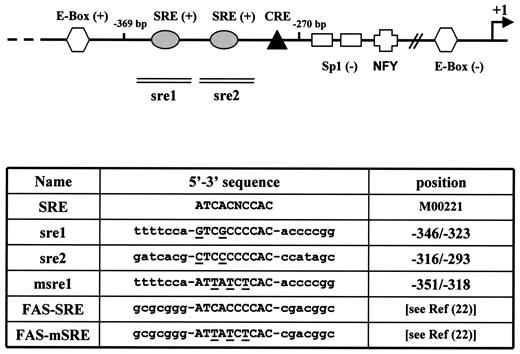 FIG. 2. Schematic representation of the potential transcription factor binding sites located in the −369 to −270 region. The location of the SREBP, Sp1, NFY, CRE (cAMP response element), and E-box elements are indicated in the upper part of the figure. The table shows the consensus sequence of the SRE and the sequences of the different oligonucleotides used in the present work. The nucleotides of the SRE consensus sequence are indicated in bold, with conserved nucleotides in capitals. FAS-SRE, SRE motif identified in the rodent FAS promoter (22).