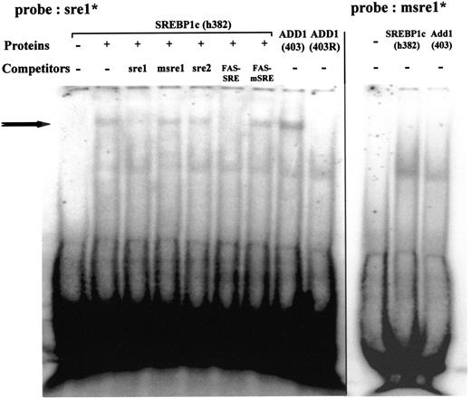 FIG. 3. Electrophoretic mobility shift analysis demonstrating binding of SREBP-1c recombinant proteins to the −339/−330 SRE of the HKII promoter. Electrophoretic mobility shift assays were performed with 5′ end-labeled sre1 oligonucleotide in the presence of in vitro-synthesized h382SREBP-1c, ADD1-403, or ADD1-403R proteins as described in research design and methods. Competition was performed with 100-fold excess of the indicated unlabeled oligonucleotides (sequences in Fig. 2). The arrow indicates the specific complex. *Probes radioactively labelled with 32P.