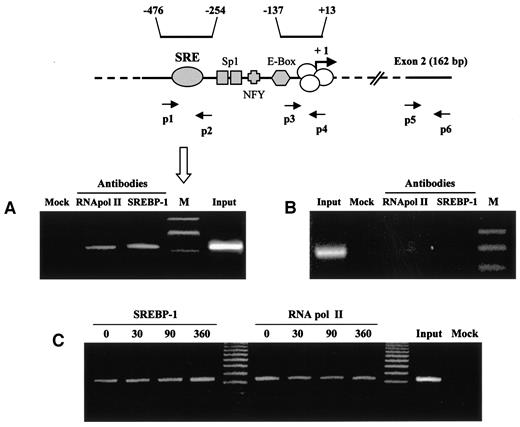 FIG. 5. Chromatin immunoprecipitation assay demonstrates the interaction of SREBP-1 protein with HKII gene promoter in human skeletal muscle cells. F25 culture flasks of differentiated myotubes were cultured in Dulbecco’s modified Eagle’s medium supplemented with 2% FCS for 7 days. To study insulin effects (C), cells were treated for 30, 90, and 360 min with 10−7 mol/l insulin. After cross-linking chromatin DNA and the interacting proteins, specific immunoprecipitations with anti-SREBP-1 or RNA polymerase (pol) II antibodies were performed as indicated in research design and methods. The PCR products were generated by the amplifications (35 cycles) of the HKII promoter region using the primers p1/p2 (A and C) and of the HKII exon 2 region (negative control) using primers p5/p6 (B). Amplification products were resolved in 3% agarose gel stained with ethidium bromide. M, marker lane.
