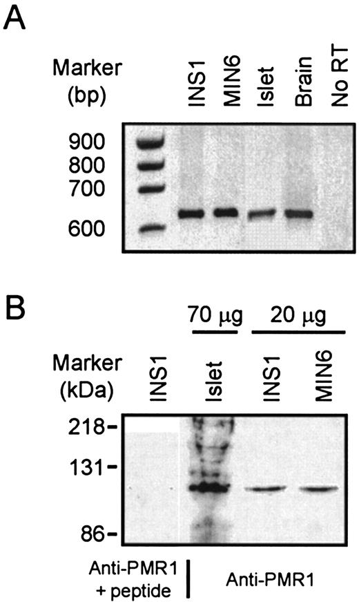 FIG. 1. Expression of PMR1 in primary rat islets and clonal β-cell lines. A: Total RNA was extracted from INS1 and MIN6 cells, rat islets, and rat brain; reverse-transcribed; and amplified using PCR with primers designed to amplify a 640-bp internal region of PMR1. A negative control (No RT) was performed using non-reverse-transcribed RNA as a template for PCR. The sequence of the mouse clone is given in the online appendix (Gene Bank accession no. AJ551270). B: Rat islet protein (70 μg per lane) or whole-cell lysate from INS1 or MIN6 cells (20 μg per lane) was separated on a 7.5% (wt/vol) polyacrylamide gel, blotted onto Immobilon-P transfer membrane, and probed with anti-PMR1 antibody (1:1,000) in the absence or presence (as indicated, at 40 μg/ml) of the 17–amino acid peptide used for antibody generation. HRP-conjugated anti-rabbit IgG secondary antibody (1:80,000; Sigma) was used for visualization.
