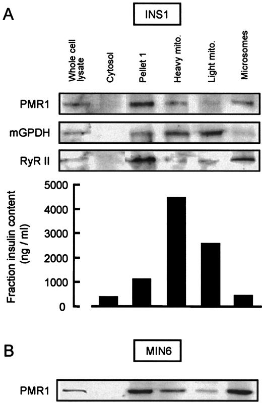 FIG. 2. Immunoblot of clonal β-cell fractions separated by differential centrifugation. INS1 (A) or MIN6 (B) cell fractions (20 μg per lane) were probed with rabbit anti-PMR1 (1:1,000) or, in A, with rabbit anti-mitochondrial glycerol phosphate dehydrogenase (mGPDH; 1:500; mitochondrial marker) or mouse anti-RyR II (1:1,000; ER marker). Immunoreactivity was visualized with anti-rabbit IgG HRP (1:80,000; Sigma) or anti-mouse IgG HRP (1:10,000; Sigma). INS1 fraction insulin content was measured by radioimmunoassay. Results shown are representative of three separate experiments performed for each cell type.