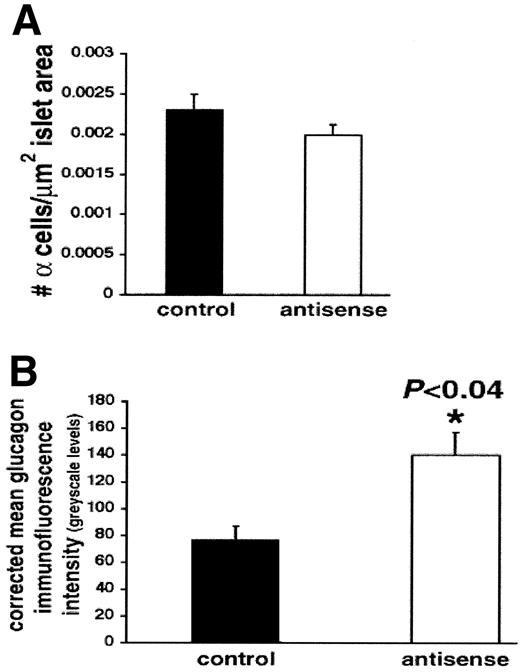 FIG. 8. Effect of GR-ASO treatment on pancreatic α-cell number and relative glucagon levels. A: No significant differences in α-cell numbers were found between the groups (n = 8 per group). B: Relative glucagon levels of α-cells as assessed by immunofluorescence intensity were significantly increased in the GR-ASO group (n = 3 per group).
