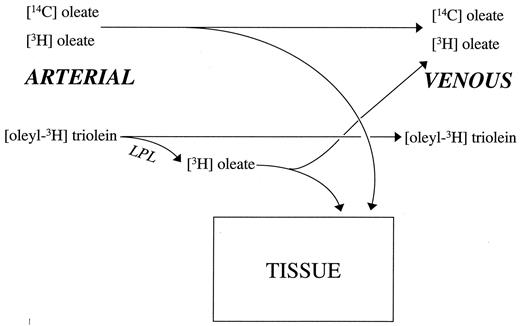 FIG. 1. A schematic representation of the stoichiometric basis for the calculations used for forearm oleate kinetics. The concept applies identically for the calculation of forearm glycerol kinetics.
