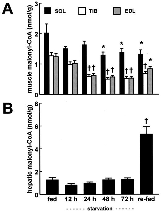FIG. 2. Malonyl CoA contents of soleus (SOL), tibialis anterior (TIB), and EDL muscles (A) and of liver (B) during fed; 12-, 24-, 48-, and 72-h fasted; and refed conditions in male Wistar rats. All values are from separate groups (satellite groups); the 12-h values in A and B were from groups on a reverse light-dark cycle. Values are means ± SE (n = 8). *P < 0.05, †P < 0.001 vs. fed condition.