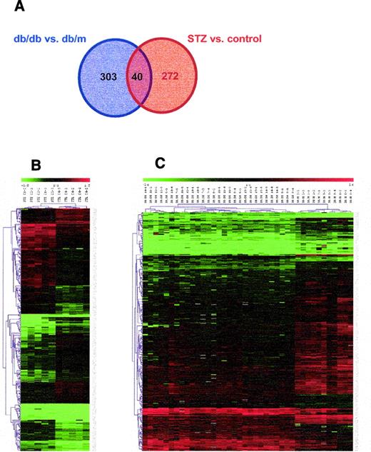 FIG. 1. Differentially expressed genes in kidneys of STZ-induced diabetic C57BL/6J or of db/db mouse models. A: Venn’s diagram showing the overlap of differentially expressed genes by SAM analysis (1% FDR and 20% change in expression) comparing db/db and db/m mice (blue circle) and STZ-induced diabetic and control mice (red circle). Cluster analysis of differentially expressed genes comparing STZ-treated and control/untreated mice (B) and db/db and db/m mice (C). All data were mean centered, natural log transformed, and clustered using Pearson’s correlation and Euclidian distance and average linkage. Each raw represents the expression profile of one transcript, and each column represents the profile of one animal. Red squares: transcripts that are overrepresented compared with the reference sample. Green squares: transcripts that are underrepresented compared with the reference sample. Gray: missing data values.