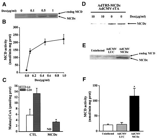 FIG. 1. Overexpression of MCDc in a tetracycline-regulatable manner in the INSr3-MCDc (tet on) and INS(832/13) (tet off) cell clones and in a constitutive manner in isolated rat islets. A–C: Stable clones of INS cells, which overexpress MCDc in the presence of doxycycline (tet on), were generated using the INSr3 clone, which constitutively expresses the tetracycline transactivator. INSr3-MCDc (clone #5) cells were cultured for 42 h with the indicated concentrations of doxycycline to induce MCDc protein expression in complete RPMI medium initially containing 11 mmol/l glucose (24 h) followed by 3 mmol/l glucose (18 h). The cells were then processed for analysis. A: Endogenous MCD and MCDc protein expression as measured by Western blot. B: MCD activity. Data are means ± SE of three experiments. C: Cellular malonyl-CoA content measured in MCDc-overexpressing cells ((MCDc) cultured using doxycycline (1 μg/ml) and control cells (CTL; cultured without doxycycline) after preincubation for 30 min in KRBH medium containing 0.07% BSA at 3 mmol/l glucose followed by incubation for 1 h at 3 (G3) and 20 mmol/l (G20) glucose. Data are means ± SE of three experiments. *P < 0.03 vs. CTL. ND, not detectable. D: INS(832/13) cells were dually infected for 4 h in complete RPMI containing 3 mmol/l glucose in the presence or absence of doxycycline (10 μg/ml) with adenoviruses expressing the tTA protein (AdCMV-tTA) and MCDc (Ad-TR5-MCDc; 5 pfu/cell for both viruses). They were then cultured for an additional 16 h in the same media without virus, after which MCDc protein expression was determined by Western blot. E and F: Islets (batches of 100–200) were infected (108 pfu/islet) for 18 h with an adenovirus expressing MCDc under the control of a CMV promoter (AdCMV-MCDc) or with an Ad-luciferase control virus (AdCMV-LUC). They were subsequently incubated for 24 h in regular RPMI medium containing 11 mmol/l glucose before being processed for analysis. E: Endogenous MCD and MCDc protein expression as determined by Western blot. F: MCDc activity. Data are means ± SE of three experiments. *P < 0.03.