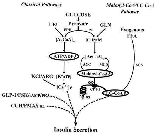 FIG. 8. Revised malonyl-CoA/LC-CoA model of insulin secretion. The malonyl-CoA/LC-CoA signaling pathway synergizes with other “classical” pathways that utilize Ca2+, PKC, and cAMP/protein kinase A signaling such that lipid signaling has a regulatory amplification role on insulin secretion to all fuel and nonfuel stimuli. Malonyl-CoA, derived from the anaplerosis pathway, modulates partitioning of exogenous FFAs via LC-CoA from fatty acid oxidation to lipid signaling involved in insulin vesicle exocytosis. AcCoAc, cytosolic acetyl-CoA; AcCoAm, mitochondrial acetyl-CoA; ACC, acetyl-CoA carboxylase; ARG, arginine; CCH, carbachol; FSK, forskolin; GLN, glutamine; LEU, leucine; βox, β-oxidation of fatty acids; PC, pyruvate carboxylase; PDH, pyruvate dehydrogenase.