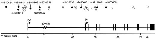 FIG. 2. HNF4A gene structure and location of SNPs studied. •, SNPs associated with diabetes disease status in both Finn and Ashkenazi samples (23); ▴, SNPs associated only in Finns; □, SNPs not associated with disease status.