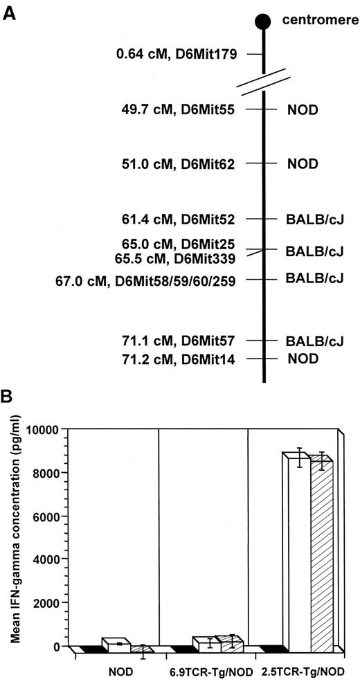 FIG. 4. Neither NOD.C6 nor BALB/c islet cells can stimulate 6.9TCR/NOD T-cells. A: As diagrammed here, microsatellite analysis indicates that NOD.C6 mice contained BALB/c genome in a region between D6Mit52 and D6Mit57. B: Islet cells from NOD.C6 mice were indistinguishable from BALB/c islet cells as an antigen source for T-cells from 6.9TCR/NOD. Little or no IFN-γ was secreted in response to either islet cell (IC) preparation. However, both preparations contained sufficient and equivalent levels of islet cell antigen to stimulate significant IFN-γ production by 2.5TCR/NOD T-cells. As expected from the low precursor frequency of islet-reactive T-cells in young NOD mice, IFN-γ secretion by these cells remained almost undetectable. IFN-γ was measured by enzyme-linked immunosorbent assay. Data are mean values of triplicate cultures. ▪, no IC; □, BALB/c IC; , NOD.C6IC.