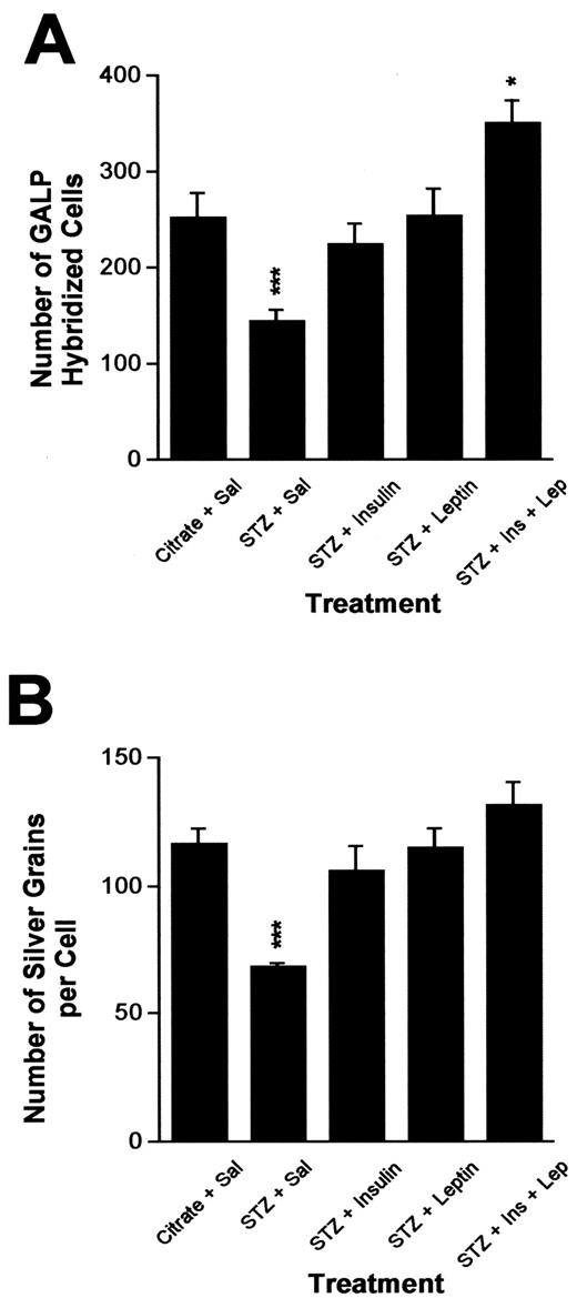 FIG. 1. Effects of STZ-induced diabetes and insulin and leptin treatment on GALP mRNA. Animals were killed 2 h after the final hormone treatment. In experiment 1, STZ treatment was associated with ∼ 45% reduction in GALP mRNA in the ARC as indicated by identifiable cell number (A) and cellular content of GALP mRNA (B; reflected by grain counts/cell). The combined treatment of insulin and leptin produced an increase in GALP mRNA cell number compared with nondiabetic controls. (*P < 0.05, ***P < 0.001 vs. citrate + saline controls).