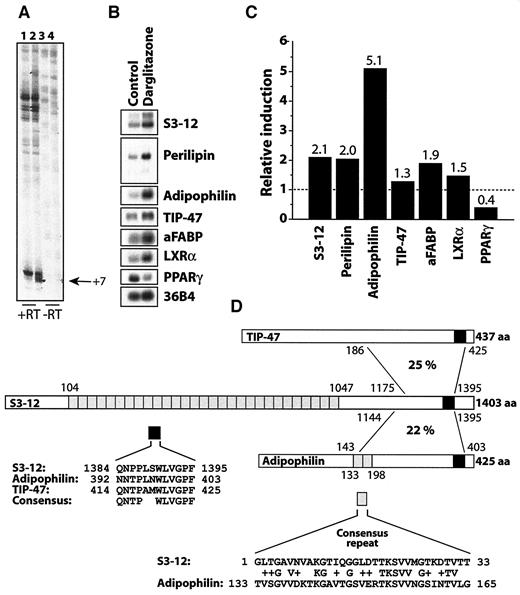 FIG. 1. Identification of S3-12 by RAP-PCR analysis and protein sequence relationship to PAT proteins. A: A section of the RAP-PCR gel (A4-A1 primer pair) showing induction of a transcript (+7) originating from mouse S3-12. Samples were incubated with MMLV-RT (+RT) or without MMLV-RT (−RT) as a control for proper cDNA synthesis. B: Verification of upregulation after darglitazone treatment in mRNA samples (5 μg/lane) used for RAP-PCR screening. C: Relative fold increase by darglitazone treatment. D: Protein sequence identity between mouse S3-12, adipophilin, and TIP-47. The previously reported 33–amino acid repeat found in S3-12 and adipophilin (light gray box) is not present in TIP-47. A 12–amino acid region is highly conserved among all three proteins (▪).