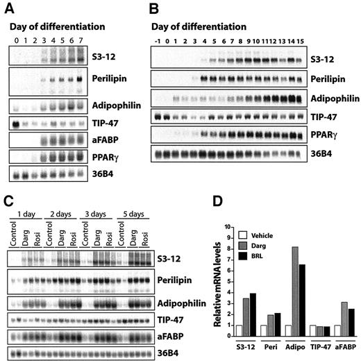 FIG. 2. Expression of S3-12 and PAT proteins during adipocyte differentiation and after PPAR-γ activation. Expression (20 μg total RNA/lane) during differentiation of mouse 3T3-L1 (A) and human SGBS cells (B). Differentiation was initiated 1 day after confluence (day 0). C: Expression in differentiated 3T3-L1 cells after treatment with darglitazone (Darg; 1 μmol/l) or rosiglitazone (Rosi; 10 μmol/l). D: Relative expression of S3-12, perilipin (Peri), adipophilin (Adipo), TIP-47, and aFABP after 5 days of stimulation.
