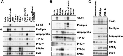 FIG. 5. Tissue distribution of S3-12 and PAT proteins in human and mouse. Expression (2 μg mRNA/lane) in human (A) and mouse (B). Perilipin mRNA was detected only upon longer exposure (*). C: Expression in skeletal muscle and epididymal (EPI) and subcutaneous (SC) WAT. Total RNA (15 μg/lane) isolated from single individuals.