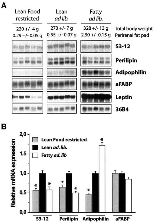 FIG. 6. Basal expression of S3-12 and PAT genes in WAT is dysregulated in an obese animal model. A: Expression in food-restricted (lean food restricted) and control lean Zucker rats (lean ad lib) and in fatty Zucker rats (fatty ad lib). Total RNA (20 μg/lane on the same blot) isolated from perirenal fat pads. B: Basal expression in each group. Statistical differences were evaluated with one-way ANOVA analysis (*P < 0.01).