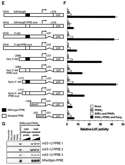 FIG. 4. Mapping of the PPAR-γ responsive region in the S3-12 and perilipin promoters. A: A schematic presentation of S3-12 reporter constructs. B: Transient transfection into COS-1. Cells were cotransfected with none (light gray), RXR-α (dark gray), or RXR-α and PPAR-γ expression vectors (□ and ▪) and incubated in medium containing vehicle (light gray, dark gray, and □) or darglitazone (Darg; 1 μmol/l; ▪). C: Constructs containing targeted mutations of S3-12 PPREs. D: S3-12 constructs transfected into COS-1. E: Constructs containing targeted mutations of perilipin PPREs. F: Perilipin constructs transfected into COS-1. G: Binding of RXR-α/PPAR-γ to PPREs. The competition was performed using unlabeled oligonucleotides as competitors in 10-, 20-, and 50-fold molar excess.