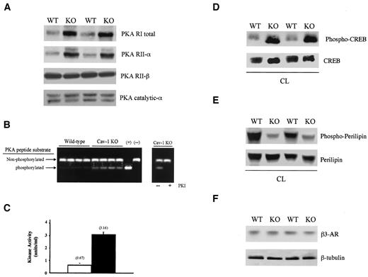 FIG. 3. Caveolin-1 (Cav-1) null mice show alterations in PKA activity and PKA substrate phosphorylation. A: Western blot analysis revealed that the expression levels of the regulatory (R) type I and type II-α subunits were dramatically increased in caveolin-1 null perigonadal fat pads. B: PKA-specific peptide migration in agarose gels. Caveolin-1 null lysates clearly yielded more phosphorylated peptide than those from wild-type mice, as indicated (+ lane, positive control [PKA catalytic subunit]; - lane, negative control [extraction buffer]). C: PKA activity. Spectrophotometric quantification of the data shown in B indicates that PKA activity is increased by nearly fivefold in caveolin-1 null adipocytes. Values represent the means ± SEM. □, wild type; ▪, caveolin-1 knockout. D: CREB phosphorylation was greatly increased in CL-316,243-stimulated caveolin-1 null perigonadal fat pad lysates, without any changes in total CREB levels. E: Perilipin phosphorylation is drastically reduced in caveolin-1 null lysates, as compared with wild type, without any changes in total perilipin content. F: β3-Adrenergic receptor (AR) protein levels are unchanged in caveolin-1 null lysates, as assessed by Western blot analysis. CL, CL-316,243; KO, knockout; WT, wild-type.