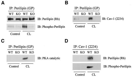 FIG. 5. Caveolin-1 (Cav-1) is required for β3-agonist-induced complex formation between perilipin and PKA in perigonadal fat pads. A: Perilipin phosphorylation. Immunoblotting with anti-perilipin and anti-PKA phosphosubstrate-specific (phospho-perilipin) antibodies reveals that perilipin expression does not differ between wild-type and caveolin-1 null animals; however, CL-316,243 stimulation causes increased perilipin phosphorylation selectively in wild-type adipocytes. B: Perilipin/caveolin-1 interactions. CL-316,243 stimulation results in an association between perilipin and caveolin-1 in wild-type mice, but not caveolin-1 null mice. C: Perilipin/PKA interactions. The catalytic subunit of PKA also coimmunoprecipitates with perilipin after CL-316,243 stimulation in wild-type mice only. D: Caveolin-1/perilipin interactions. CL-316,243 stimulation results in a complex formation between caveolin-1 and phosphorylated perilipin, as assessed by coimmunoprecipitation with anti-caveolin-1 antibodies, in wild-type mice. CL, CL-316,243; GP, guinea pig polyclonal antibody; IB, immunoblot; IP, immunoprecipitation; KO, knockout; Rb, rabbit polyclonal antibody; WT, wild-type.