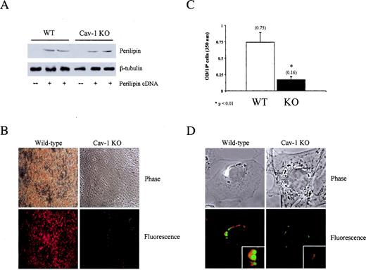 FIG. 6. Perilipin-expressing caveolin-1 (Cav-1) null cells show dramatically impaired lipid droplet formation. A: Perilipin is expressed at equivalent levels in wild-type and caveolin-1 null Peri-MEFs. +, transfection with the perilipin cDNA; -, no perilipin cDNA. Note that untransfected MEFs do not express perilipin (see “-” perilipin cDNA). B: Lipid-loaded wild-type Peri-MEFs stained intensely, indicating an abundance of lipid droplets, whereas caveolin-1 null Peri-MEFs showed very little staining. C: Spectrophotometric quantification of the relative staining in B revealed that there is a ∼4.5-fold increase in lipid accumulation in wild-type Peri-MEFs, as compared with caveolin-1 null Peri-MEFs treated identically. Values represent the means ± SE. D: Many more lipid droplets are seen in wild-type Peri-MEFs than in caveolin-1 null Peri-MEFs. Red, perilipin; green, Bodipy 495/503. KO, knockout; OD, optical density; WT, wild type. □, wild type; ▪, caveolin-1 knockout. *P < 0.01.